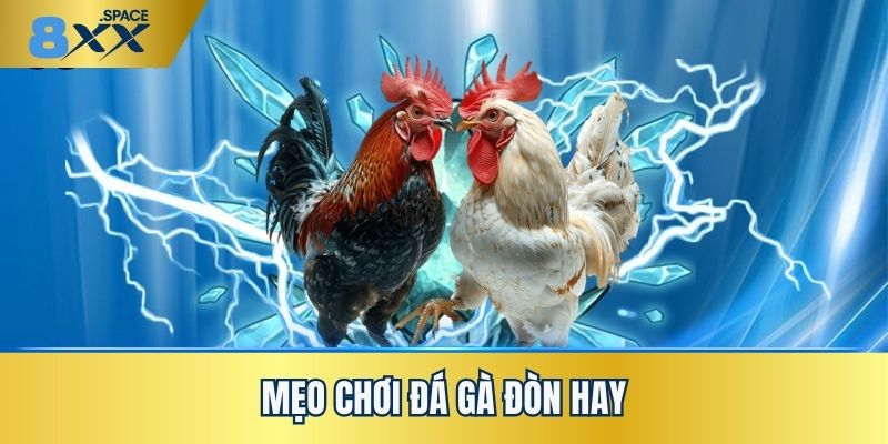 Đá gà đòn Mẹo chơi đá gà đòn hay dễ áp dụng tại nhà cái 8XX