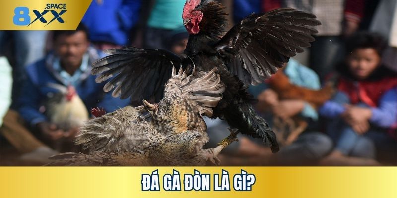 Đá gà đòn Khái niệm cần nắm về đá gà đòn