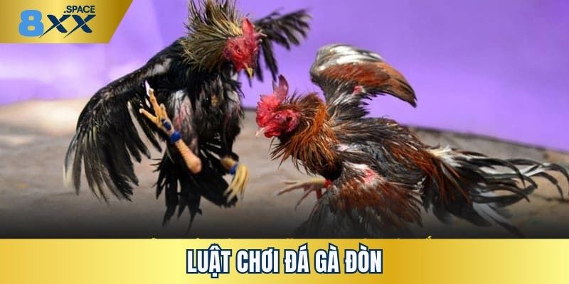 Đá gà đòn Tìm hiểu những luật chơi cụ thể về đá gà đòn