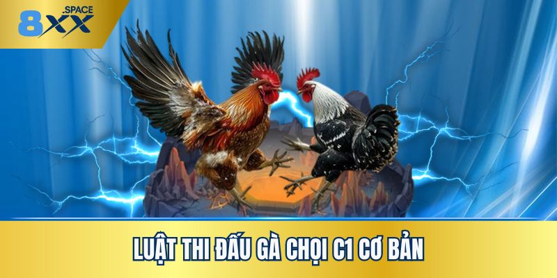 Gà chọi C1 Tìm hiểu luật thi đấu gà chọi C1 cơ bản
